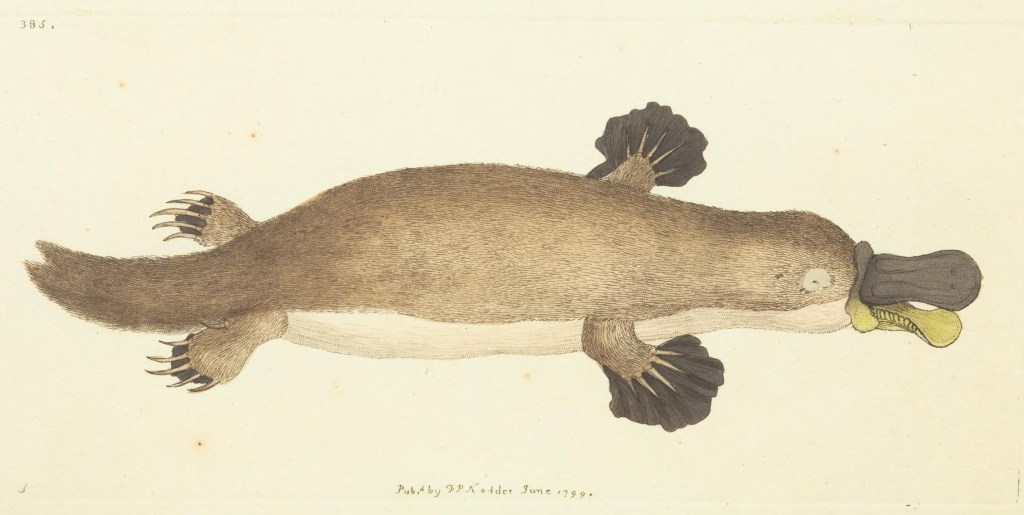Hand-drawn ilustration of a platypus from the first scientific description in 1799. Uploaded to Wikipedia by Frederick Polydore Nodder.